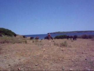 Horses Vid