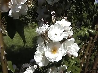 Maman Enculee Dans Les Vignes