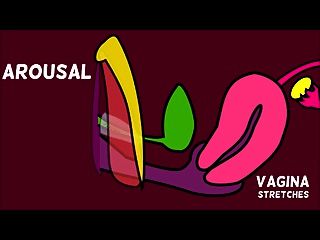 How The Vagina Works