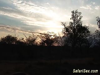 African Safari Groupsex Orgy